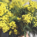 Europski tjedan prevencije raka vrata maternice, 19. – 25. siječnja 2026. i DAN MIMOZA – Nacionalni dan borbe protiv raka vrata maternice, 24. siječnja 2026.